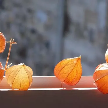 Appartamento Camping D'arrouach