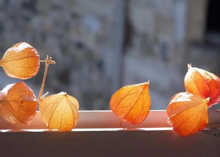 Apartamento Camping D'arrouach